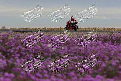 media/Jan-14-2023-SoCal Trackdays (Sat) [[497694156f]]/Turn 14 Exit Bloomig (145pm)/